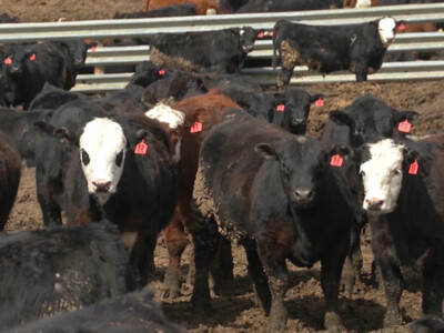 House Passes Important Market Transparency Legislation for Cattle Producers