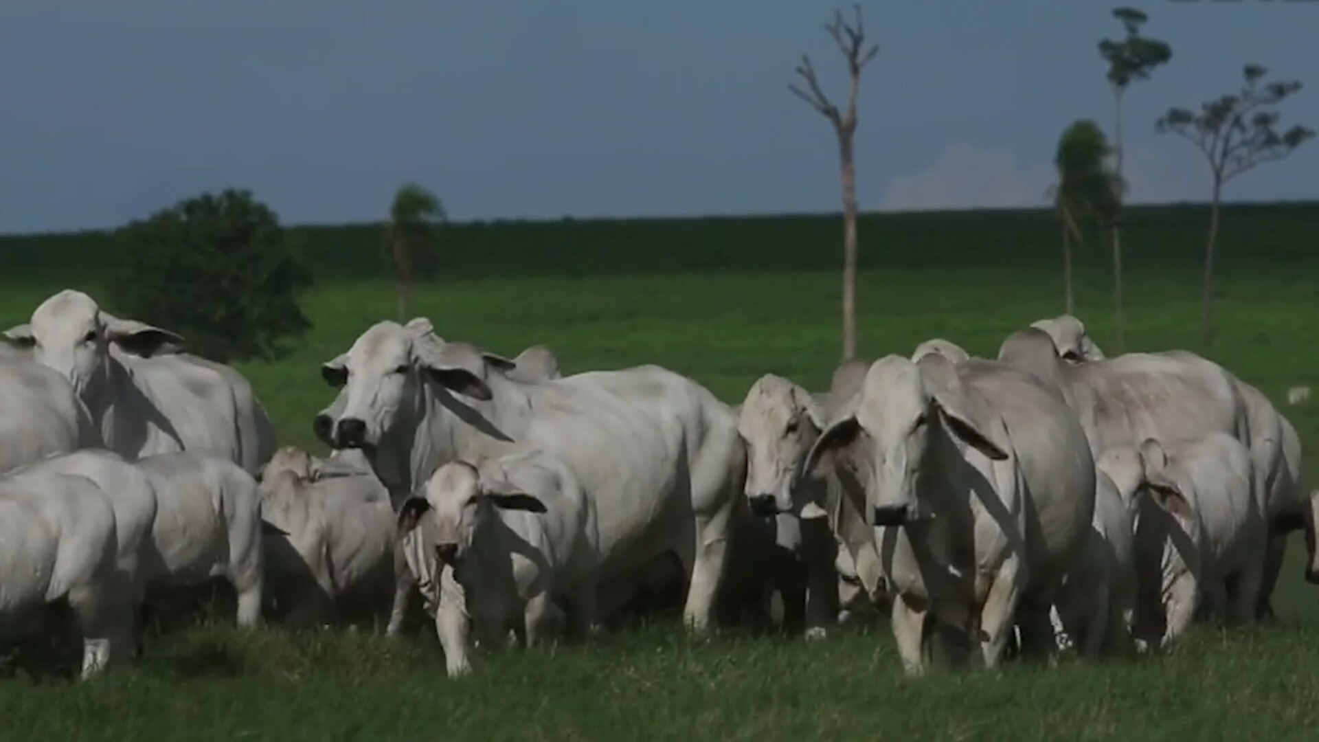 Senators and Cattle Producers Demand USDA Halt Brazilian Beef Imports