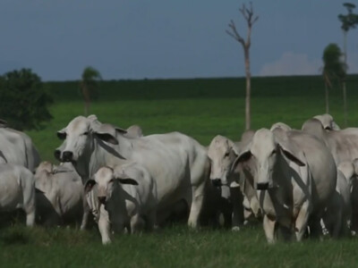 Senators and Cattle Producers Demand USDA Halt Brazilian Beef Imports