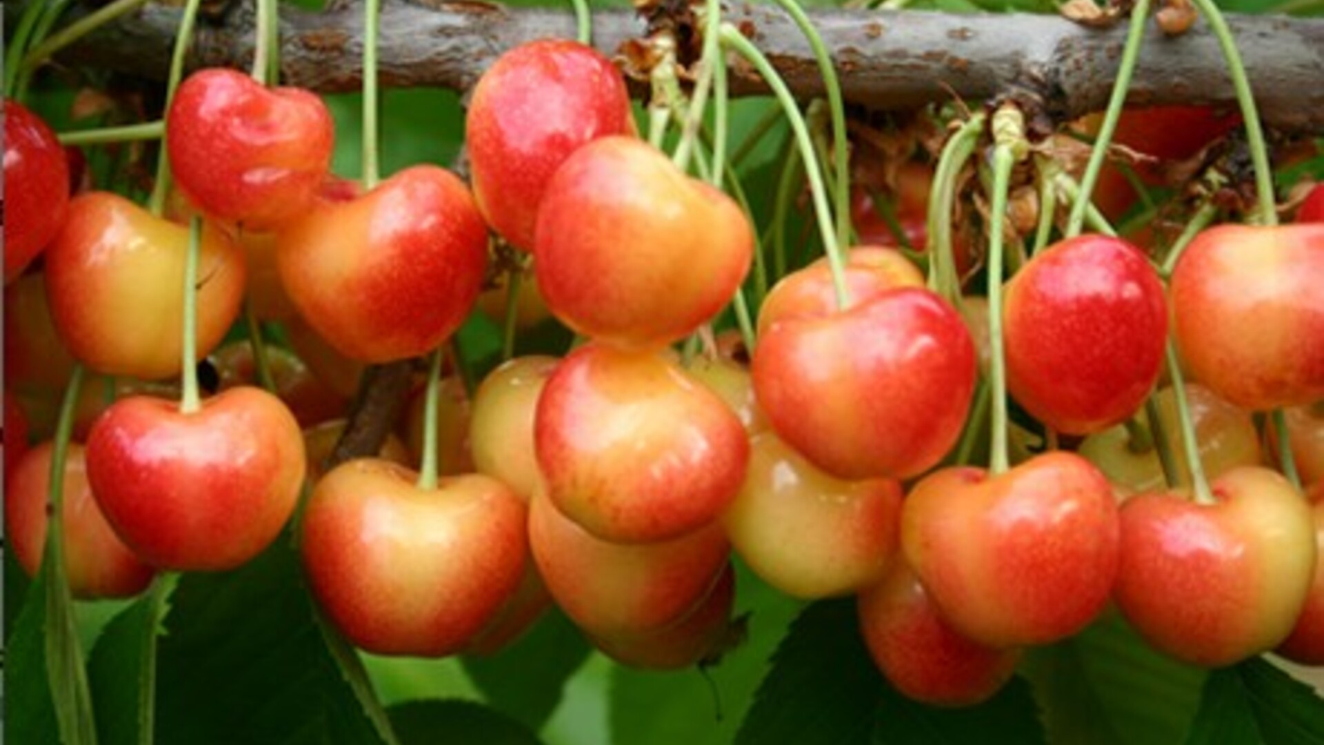 Cherry Exports Pt 1
