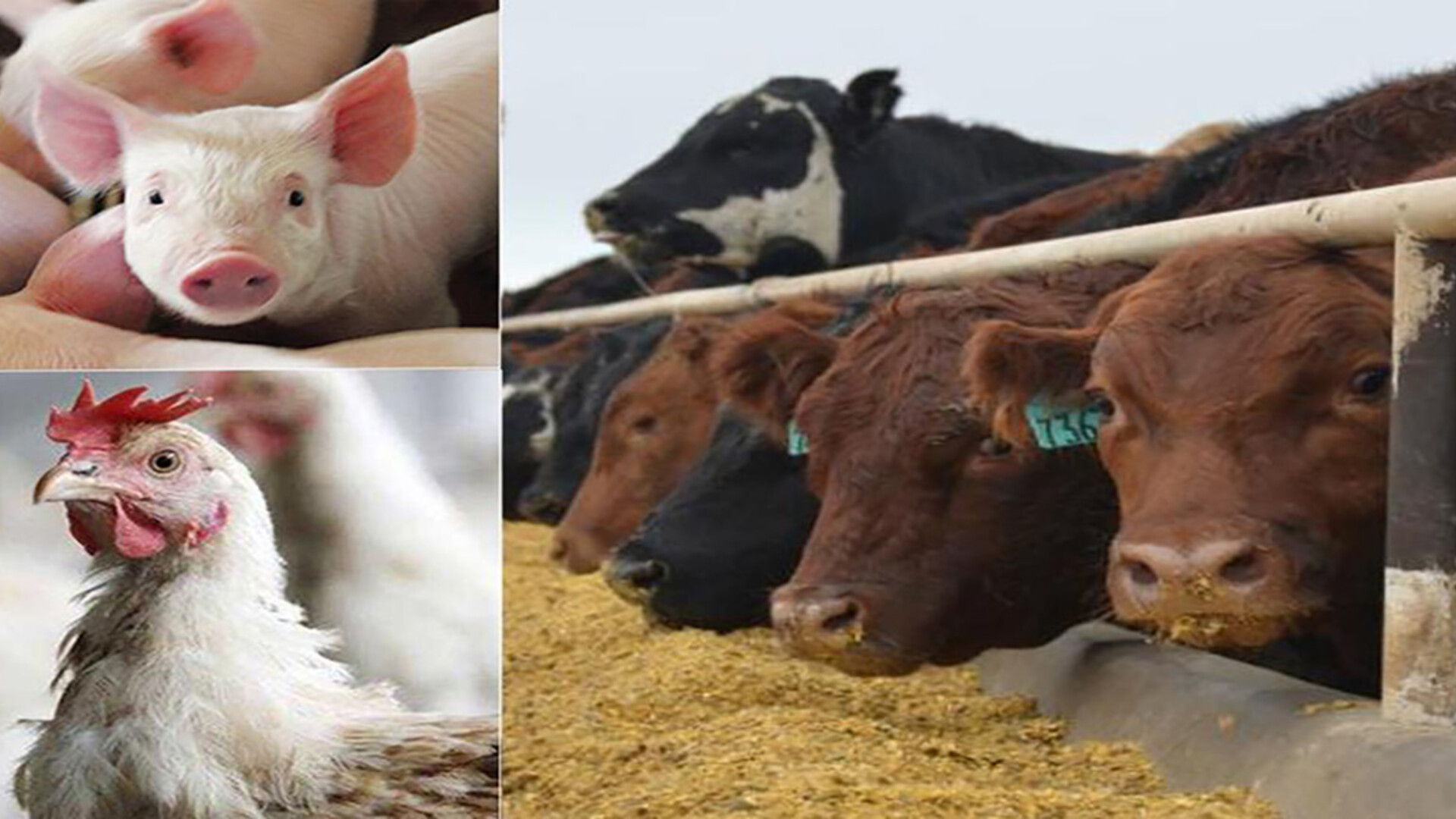 APHIS Awards $16.3 Million in Farm Bill Funding to Protect Animal Health