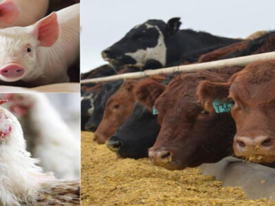 APHIS Awards $16.3 Million in Farm Bill Funding to Protect Animal Health