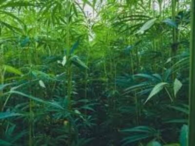 First National Hemp Survey