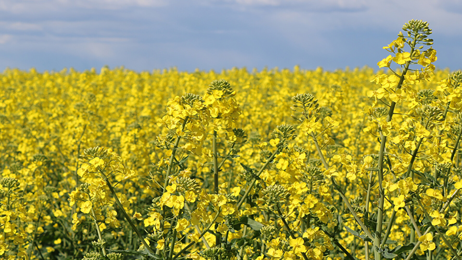 National Farmers Union Pleased EPA Included Renewable Diesel Pathway for Canola in Regulatory Agenda