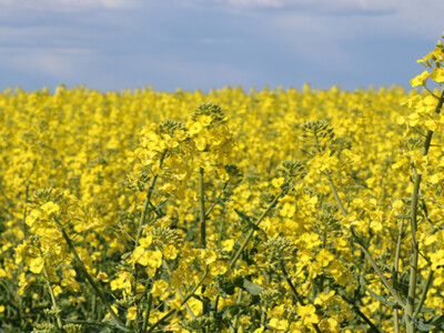 National Farmers Union Pleased EPA Included Renewable Diesel Pathway for Canola in Regulatory Agenda