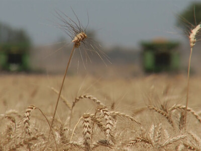 Farm State Senators Ask Biden Admin to Take India to the WTO on Wheat and Rice Subsidies
