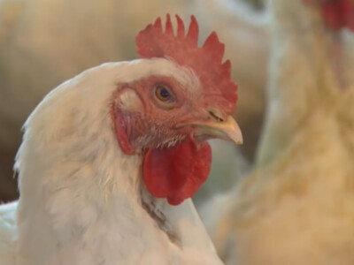 Judge Declares Mistrial In Chicken Antitrust Case