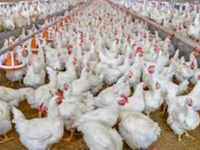 Broilers Production to Rebound in 2022