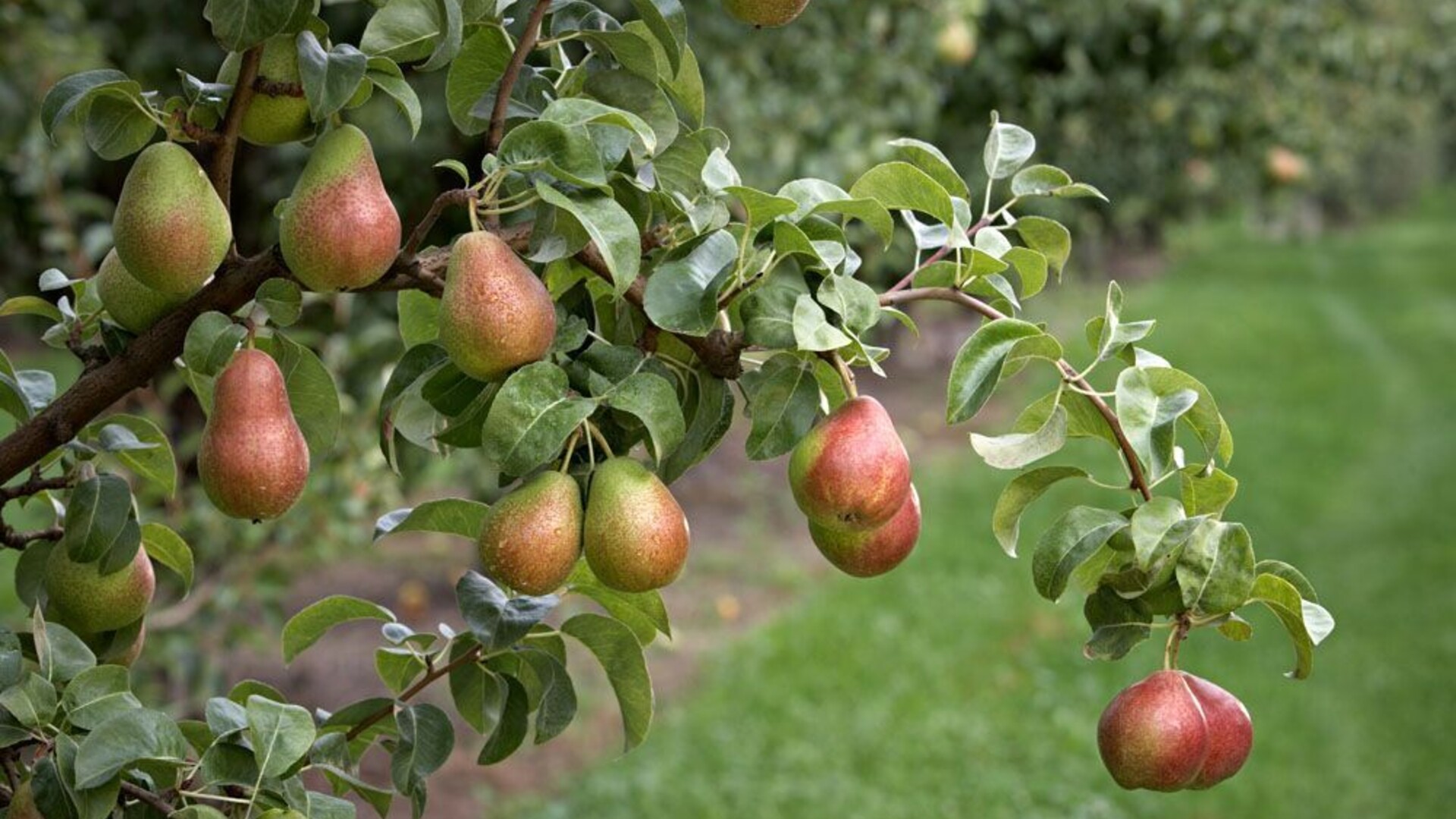 Pear Ripening Pt 1