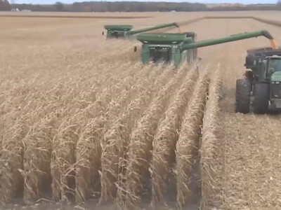 Grain Council Releases Corn Harvest Quality Report