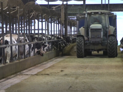 US Wins Ruling Against Canada in USMCA Dairy Case