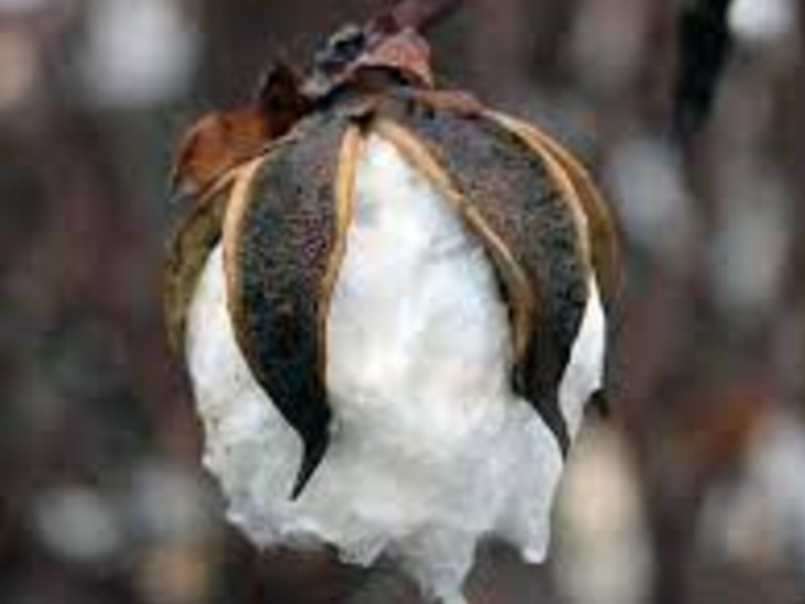 Cotton Production Forecasts
