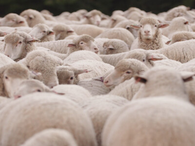 American Wool Assurance Program Announces Exciting Additions