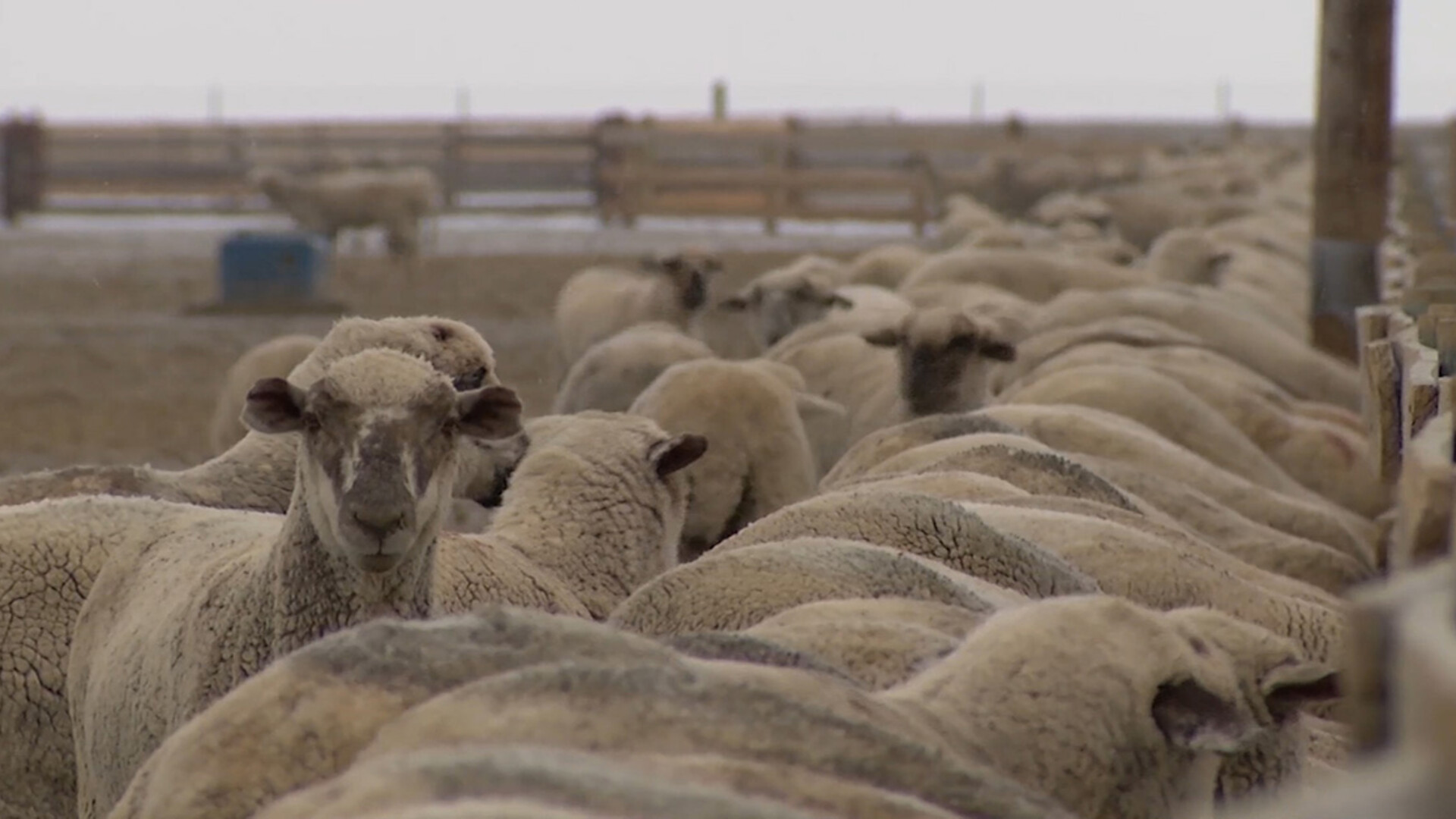 Record Demand and Prices have Sheep Producers Optimistic for 2022