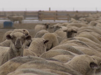 Record Demand and Prices have Sheep Producers Optimistic for 2022