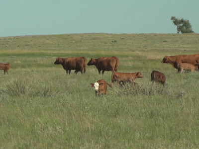 Livestock Producers Need to Submit Applications for 2021 Grazing Loss Assistance by Jan. 31