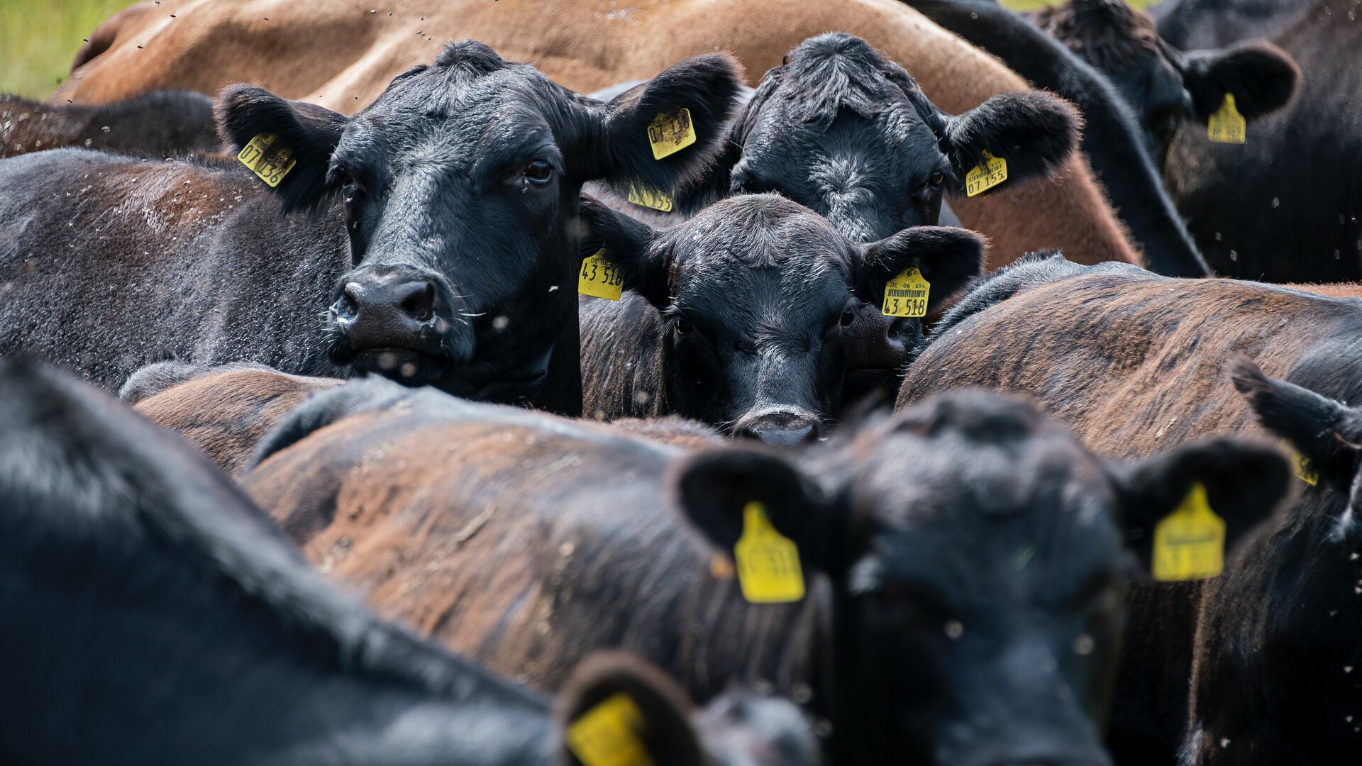 Live Cattle Market Regulations NCBA Updates
