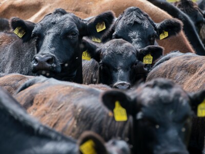 Live Cattle Market Regulations NCBA Updates