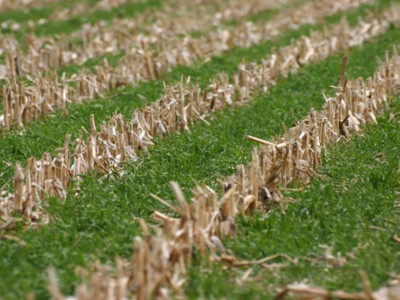 Producers with Crop Insurance to Receive Premium Benefit for Cover Crops