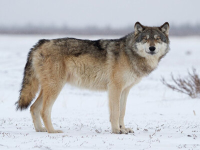 California Judge Restores Federal Protection for Wolves