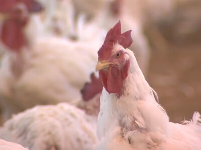Avian Influenza Spreading Across U.S. Poultry Farms