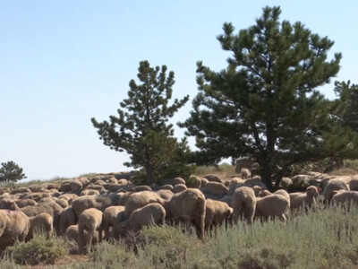 Sheep Industry Takes on Climate Change