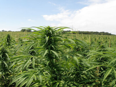 New Webinar Series Focused on Hemp Research