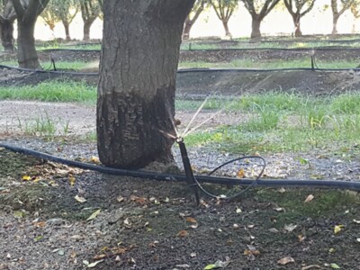 Delaying First Almond Irrigation is Not a Problem
