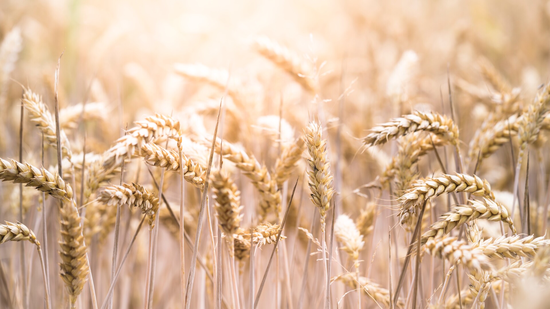 UC Davis Looking at Climate Change Wheat Impacts