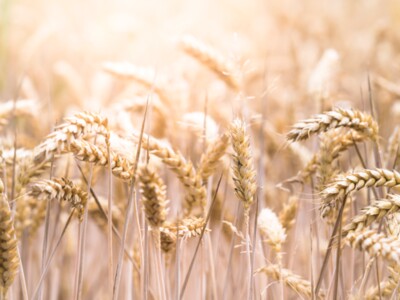 UC Davis Looking at Climate Change Wheat Impacts