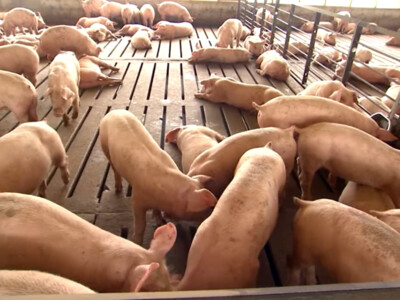 USDA Extends Deadline for Spot Market Hog Pandemic Program