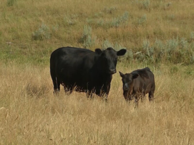 Colorado Animal Activist Kessler Charged With Animal Cruelty