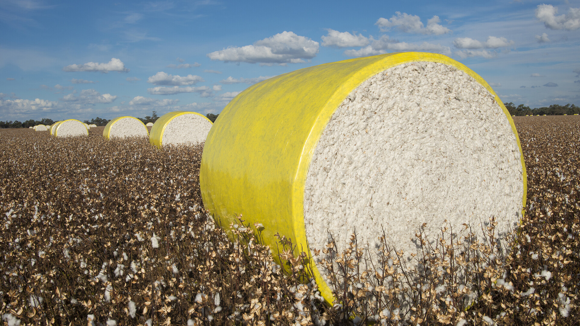Cotton Industry Sets Voluntary Wrap Standards