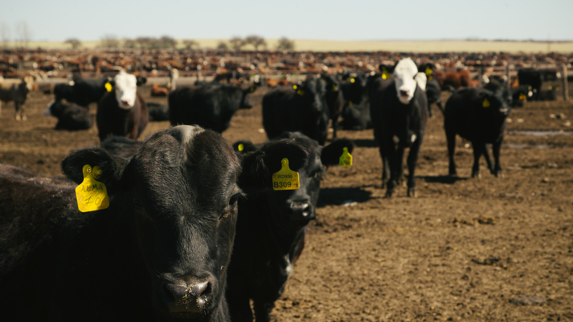 Senators Continue to Push for Cattle Marketing Transparency
