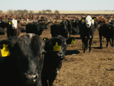 Senators Continue to Push for Cattle Marketing Transparency