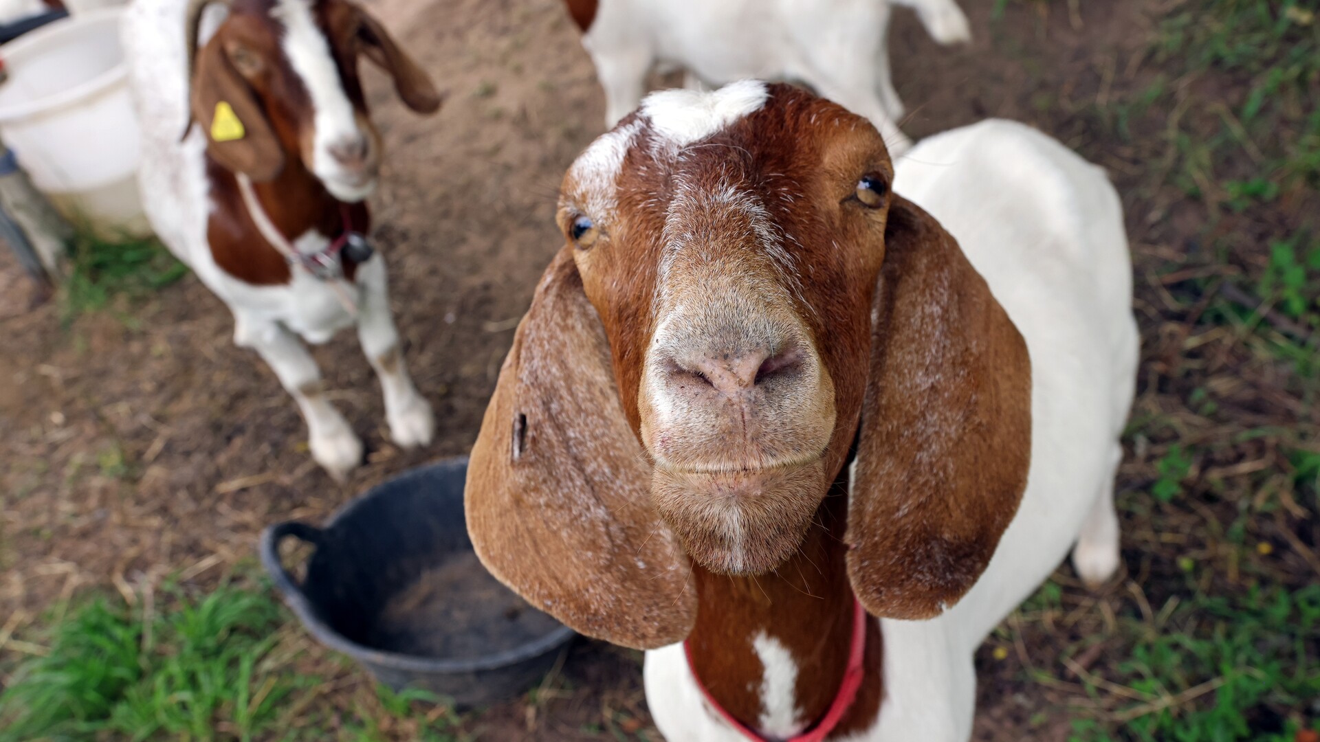 Goats, Backpacks and Acquisitions