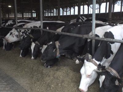 Large Dairy Operations Grow Faster than Small Operations
