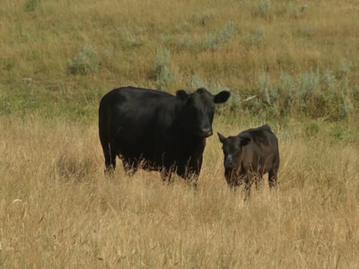 Corteva Agriscience Excited to Ranchers Profitability with New High Noon Herbicide