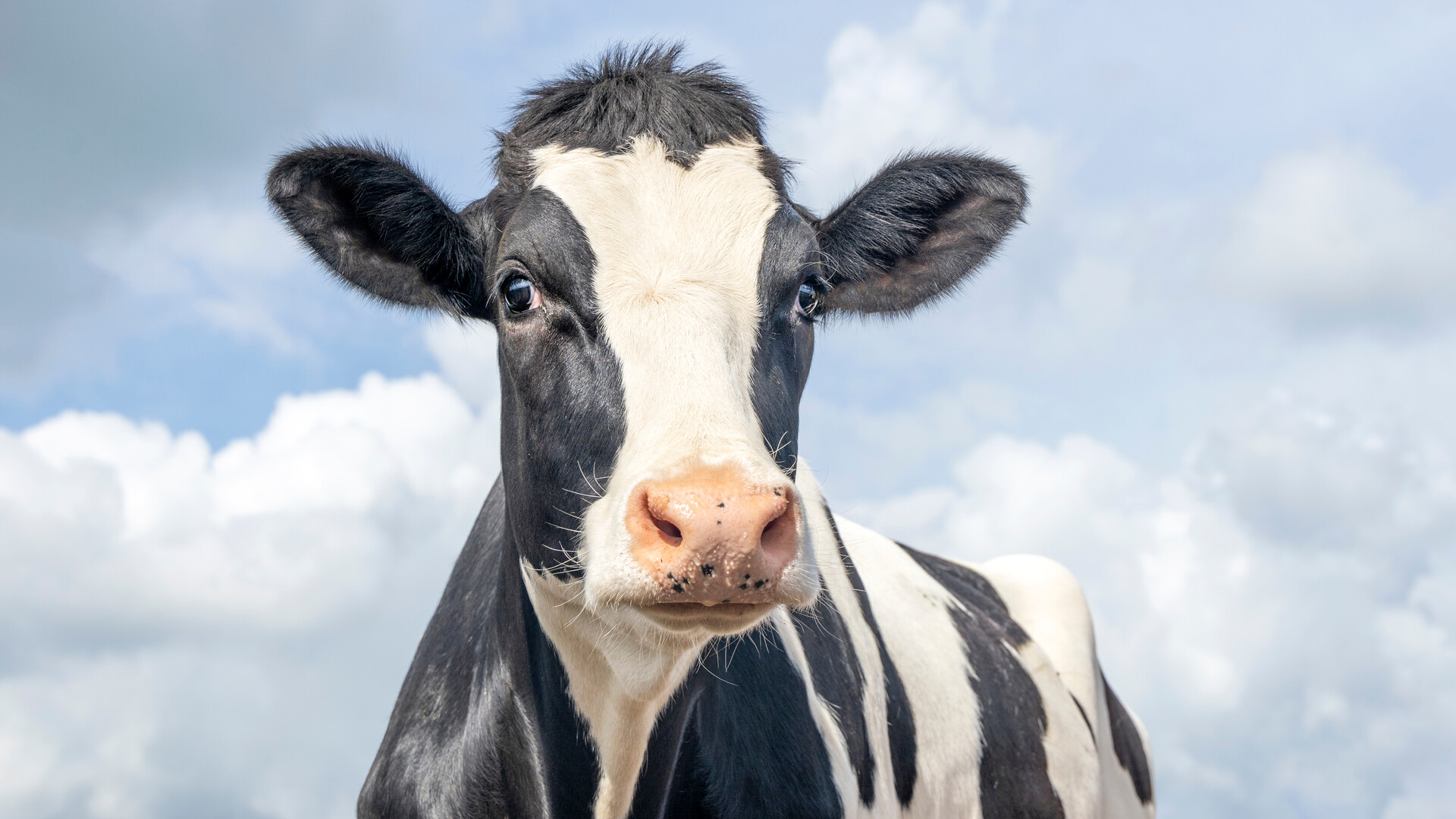 Holstein Hemp - The Next Big Market?