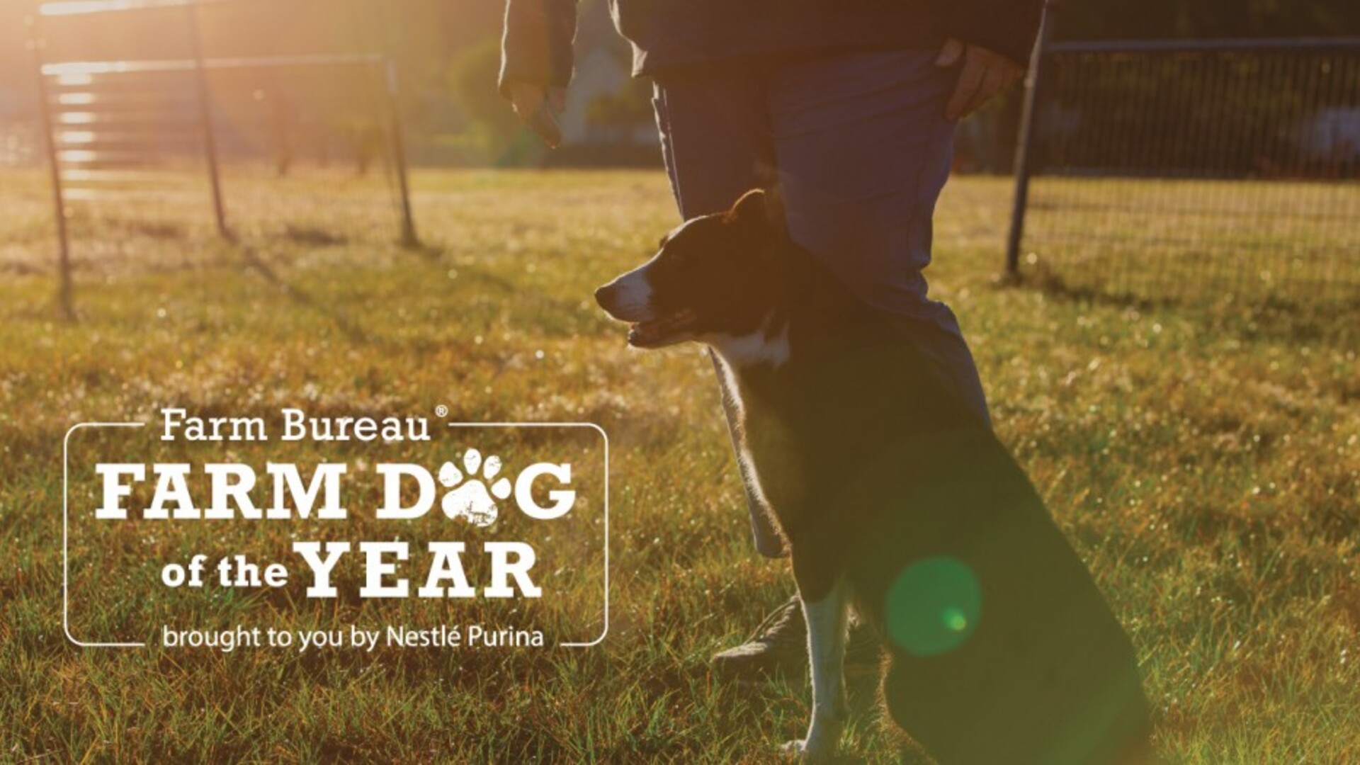 Nominations Open for Farm Dog of the Year Contest