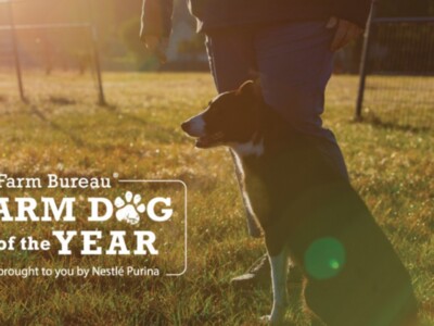 Nominations Open for Farm Dog of the Year Contest