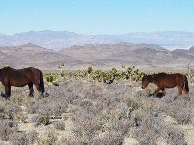 Wild Horses Continue to Overpopulate Public Lands