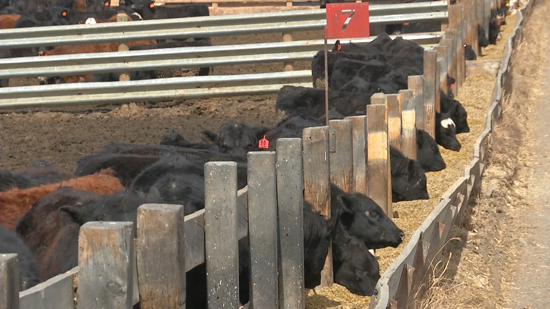 Lawmakers Address Cattle Market Transparency and Competition