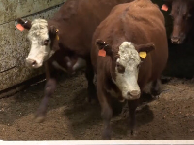Drought Taking It's Toll on Beef Cow Numbers