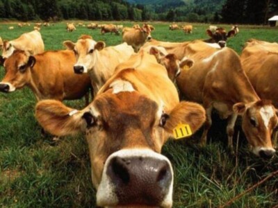 Cattle Market Reforms