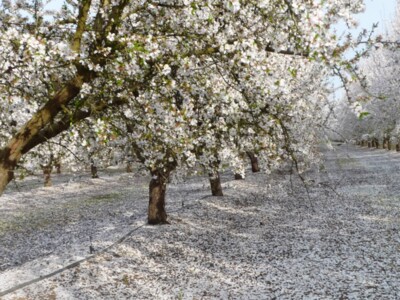 Breeding More Self-Fruitful Almond Varieties