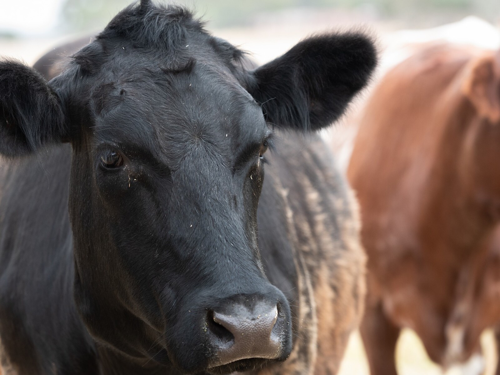 Legislative Win for CA Cattle Producers on CAFOs Part 1