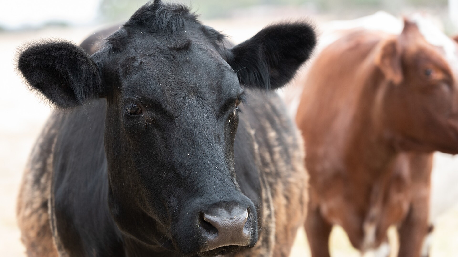 Legislative Win for CA Cattle Producers on CAFOs Part 1
