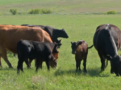 U.S. Roundtable for Sustainable Beef Launches New Industry Sustainability Goals