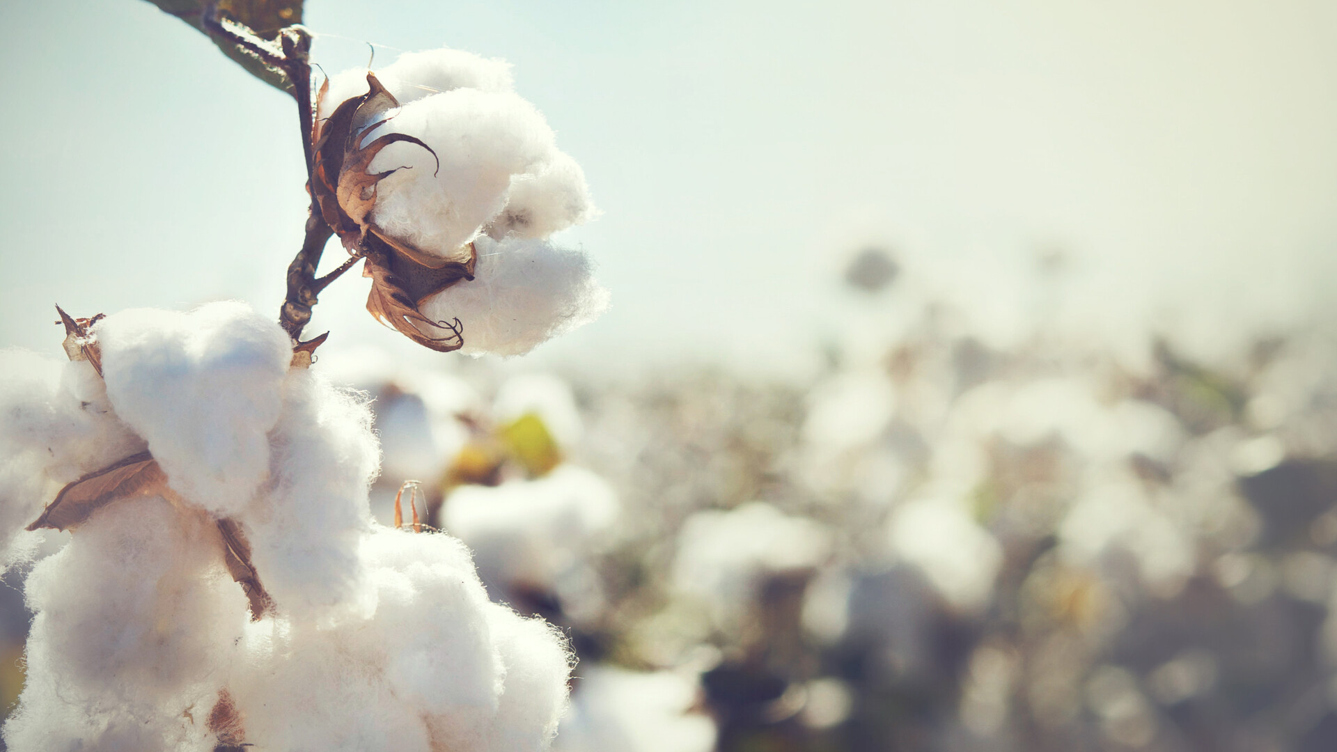Cotton by the Numbers
